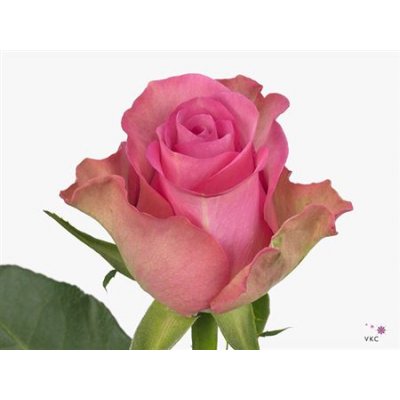 Rosa Gr Royal Jewel