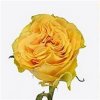 Rosa Gr Santa Fe