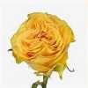 Rosa Gr Santa Fe