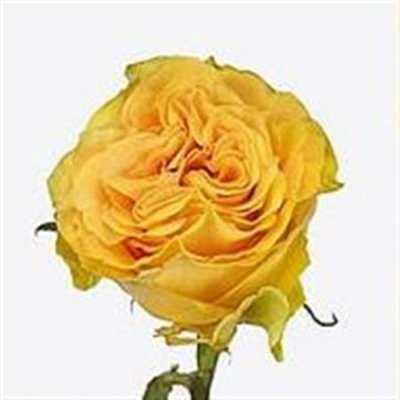 Rosa Gr Santa Fe