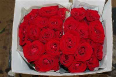 Rosa Gr Scented Lady Killer