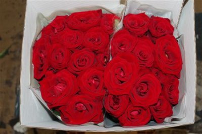Rosa Gr Scented Lady Killer