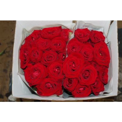 Rosa Gr Scented Lady Killer