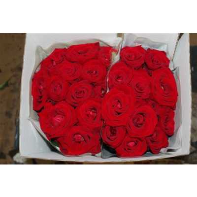 Rosa Gr Scented Lady Killer