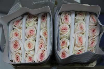 Rosa Gr Scented Prince Jardinier