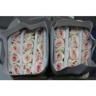 Rosa Gr Scented Prince Jardinier
