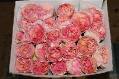 Rosa Gr Scented Princes Charlene