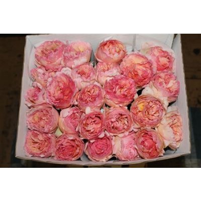 Rosa Gr Scented Princes Charlene