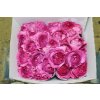 Rosa Gr Scented Yves Piaget