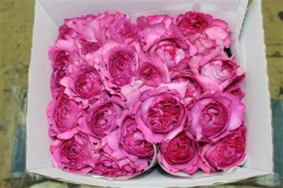 Rosa Gr Scented Yves Piaget