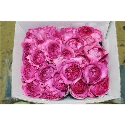 Rosa Gr Scented Yves Piaget