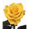 Rosa Gr Sonrisa