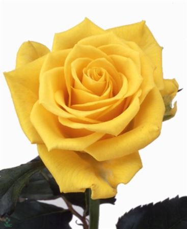 Rosa Gr Sonrisa
