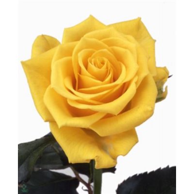 Rosa Gr Sonrisa