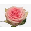 Rosa Gr Sudoku