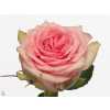 Rosa Gr Sudoku