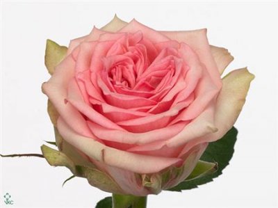 Rosa Gr Sudoku