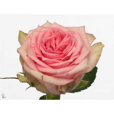 Rosa Gr Sudoku