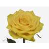 Rosa Gr Sunchaser