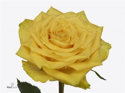 Rosa Gr Sunchaser