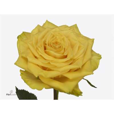 Rosa Gr Sunchaser