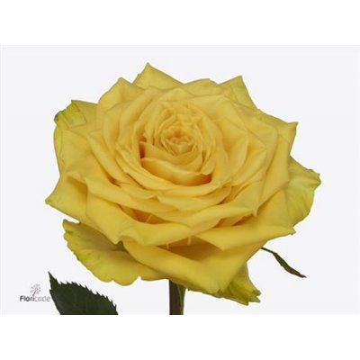 Rosa Gr Sunchaser