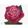 Rosa Gr Suzanne