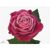 Rosa Gr Suzanne