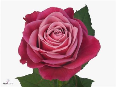 Rosa Gr Suzanne