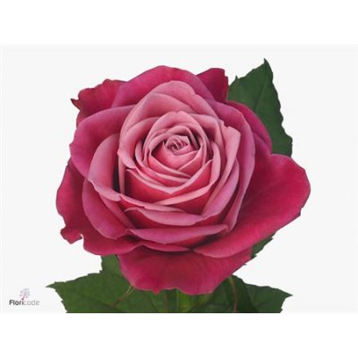 Rosa Gr Suzanne