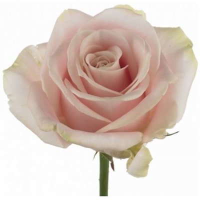 Rosa Gr Sweet Avalanche Ex