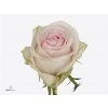 Rosa Gr Sweet Revival