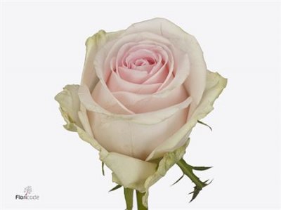 Rosa Gr Sweet Revival
