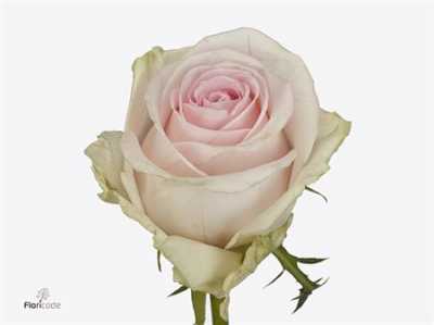 Rosa Gr Sweet Revival