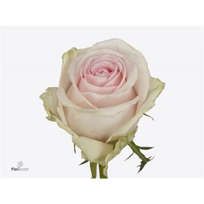 Rosa Gr Sweet Revival