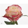 Rosa Gr Sweetness