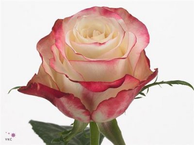 Rosa Gr Sweetness