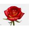 Rosa Gr Tabasco