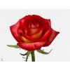 Rosa Gr Tabasco
