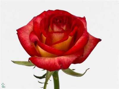 Rosa Gr Tabasco