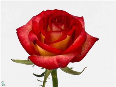 Rosa Gr Tabasco