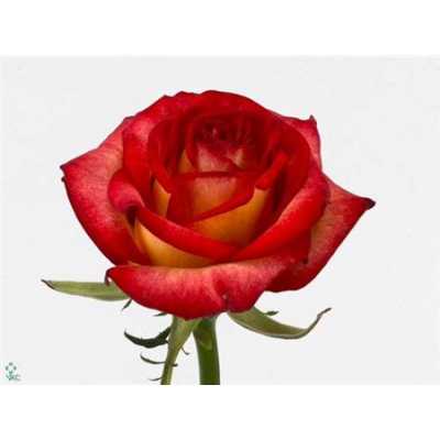 Rosa Gr Tabasco