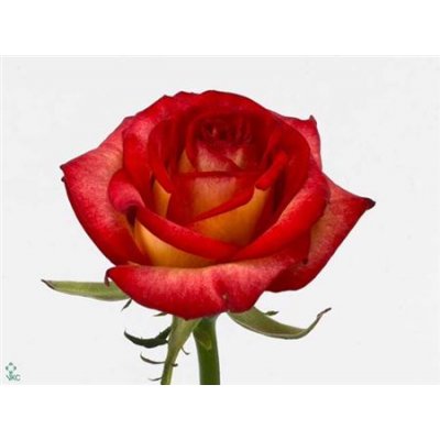 Rosa Gr Tabasco