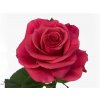 Rosa Gr Tacazzi