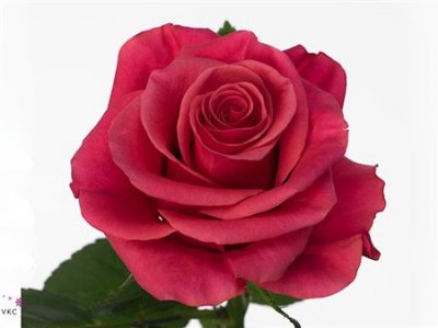 Rosa Gr Tacazzi