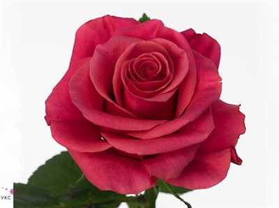 Rosa Gr Tacazzi