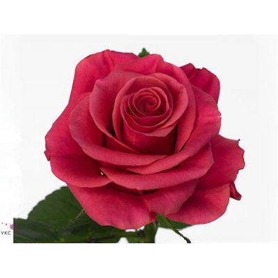 Rosa Gr Tacazzi