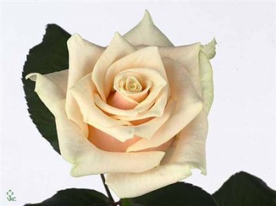 Rosa Gr Talea