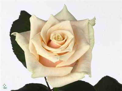 Rosa Gr Talea