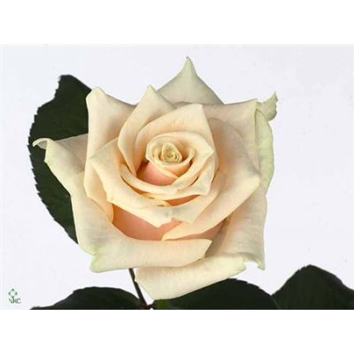 Rosa Gr Talea